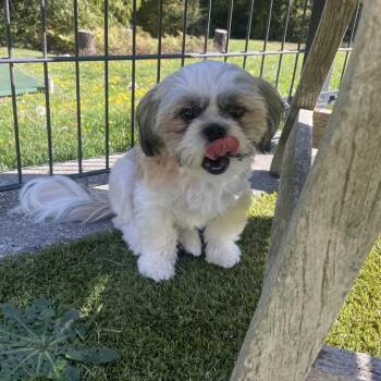 Gracie -  Shih Tzu Dog for Adoption in Friday Harbor, Washington - Gracie | PetCurious