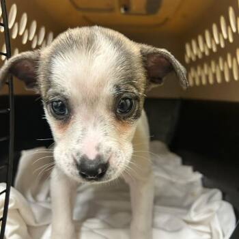 Titmouse -  Chihuahua and Mixed Breed Dog for Adoption in Durango, Colorado - Titmouse | PetCurious