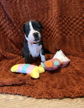 Pumpkin (Mama Glorias Cozy Cafe Crew Litter) -  Pit Bull Terrier Dog for Adoption in Carmel Hamlet, New York - Pumpkin (Mama Glorias Cozy Cafe Crew Litter) | PetCurious
