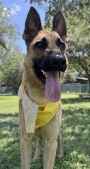 German Shepherd Dog and Mixed Breed Dogs Available for Adoption in San Antonio, Texas - Wylie | PetCurious