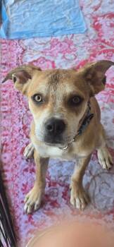 Rescue Cattle Dog Dogs for Adoption in Wildomar, California - Bentley | PetCurious