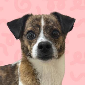 Kobe -  Chihuahua and Pomeranian Dog for Adoption in Reno, Nevada - Kobe | PetCurious