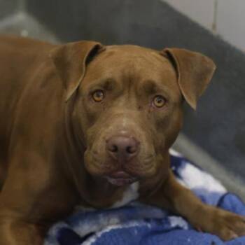 NADIA -  American Staffordshire Terrier Dog for Adoption in San Antonio, Texas - NADIA | PetCurious