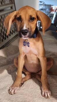 Sunshyne -  Hound Dog for Adoption in Hillside, Illinois - Sunshyne | PetCurious
