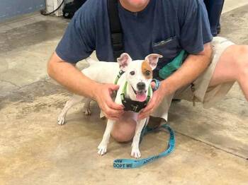 Jackie -  Jack Russell Terrier Dog Available for Adoption in Urbana, Illinois - Jackie | PetCurious