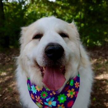 Great Pyrenees Dogs Available for Adoption in Shelby, North Carolina - Sophie ( Formerly Maggie Moo) | PetCurious