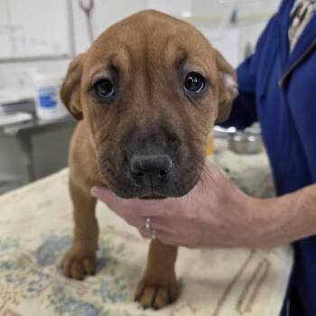 Pit Bull Terrier Dogs Available for Adoption - Wren | PetCurious