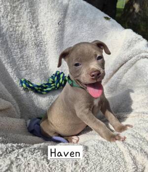 Haven (26-131 D) -  Mixed Breed Dog for Adoption in Lansing, Michigan - Haven (26-131 D) | PetCurious