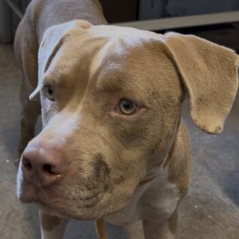 Rescue Terrier Dogs for Adoption in Savannah, Georgia - Winston | PetCurious