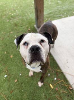 Thunder - 2 -  American Staffordshire Terrier and Mixed Breed Dog for Adoption in Daytona Beach, Florida - Thunder - 2 | PetCurious