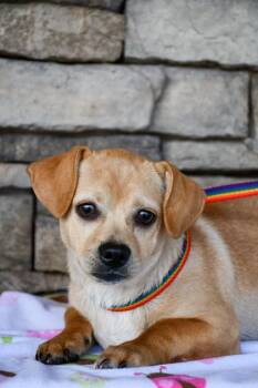 Chihuahua and Shih Tzu Dogs Available for Adoption in Yakima, Washington - Scrabble | PetCurious