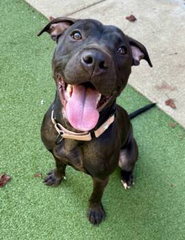 Rescue Shar Pei and Mixed Breed Dogs for Adoption in Valley View, Ohio - Daisy | PetCurious