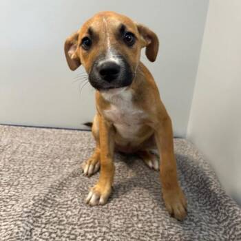 Rescue Terrier and Boxer Dogs for Adoption in Oswego, Illinois - Foster VAL! | PetCurious