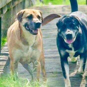 Rescue Labrador Retriever Dogs for Adoption in Justin, Texas - *Enzo And Alaric (Bonded Pair) | PetCurious