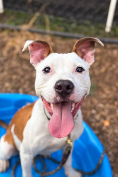 Rescue Mixed Breed Dogs for Adoption in Cincinnati, Ohio - Bondy | PetCurious