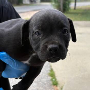 Pesto -  Mixed Breed Dog for Adoption in Milton, Florida - Pesto | PetCurious