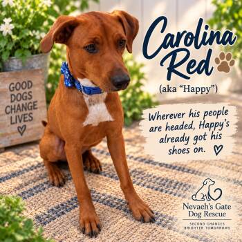 CAROLINA RED (aka Happy) -  Black Mouth Cur and Carolina Dog Dog for Adoption in Farmington, Missouri - CAROLINA RED (aka Happy) | PetCurious