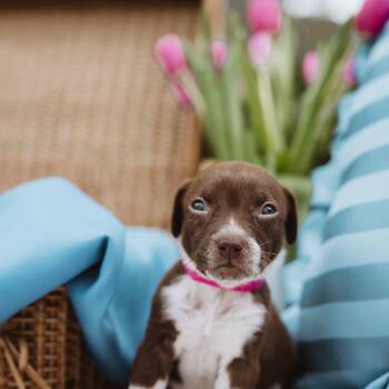 Pointer and Labrador Retriever Dogs Available for Adoption in Oak Ridge North, Texas - Blue Bonnet | PetCurious