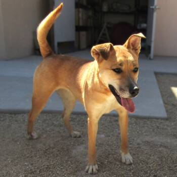 Rescue Mixed Breed Dogs for Adoption in Las Cruces, New Mexico - Pharrah | PetCurious