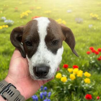German Shorthaired Pointer and Bluetick Coonhound Dogs Available for Adoption in Hinesville, Georgia - Michelle | PetCurious