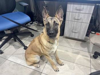 German Shepherd Dog Dogs Available for Adoption in Rowlett, Texas - SAVANNAH | PetCurious