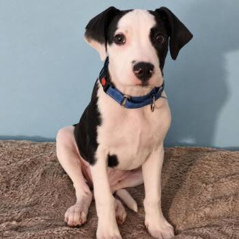 Pogo -  English Bulldog Dog for Adoption in Valdosta, Georgia - Pogo | PetCurious