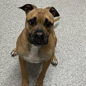 Joey -  Boxer Dog Available for Adoption in Grand Rapids, Michigan - Joey | PetCurious