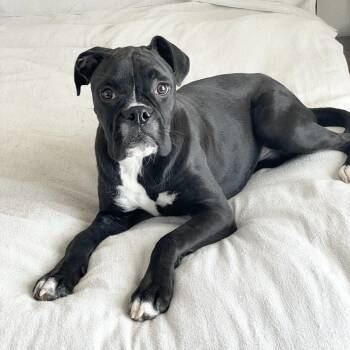 Rescue Boxer Dogs for Adoption in Burlington, North Carolina - Loving Luna | PetCurious