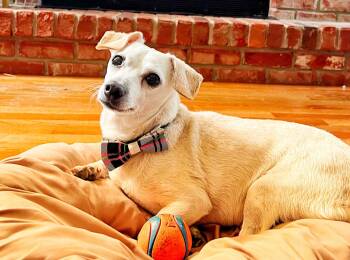 Chihuahua and Dachshund Dogs Available for Adoption in Crown Point, Indiana - Schmitty | PetCurious