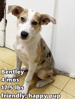 Bentley -  Australian Shepherd and Australian Cattle Dog Blue Heeler Dog for Adoption in Bull Valley, Illinois - Bentley | PetCurious
