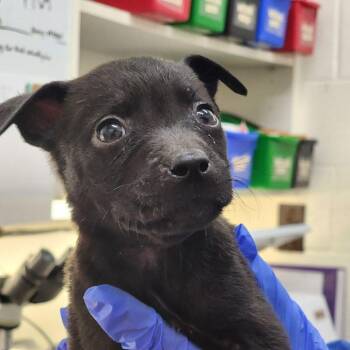 Mixed Breed Dogs Available for Adoption - Coral | PetCurious