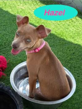 Hazel -  Chihuahua and Mixed Breed Dog for Adoption in Evergreen, Colorado - Hazel | PetCurious