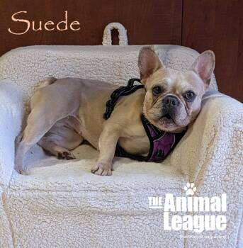 Suede -  French Bulldog Dog for Adoption in Groveland, Florida - Suede | PetCurious