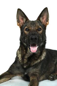 Shepherd Dogs Available for Adoption in Harlingen, Texas - Hera | PetCurious