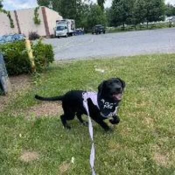 Maxi -  Black Labrador Retriever Dog for Adoption in Monticello, New York - Maxi | PetCurious