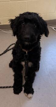 Australian Shepherd and Standard Poodle Dogs Available for Adoption in Sanford, North Carolina - Margot | PetCurious