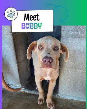 Bobby -  Labrador Retriever Dog for Adoption in Sulphur, Kentucky - Bobby | PetCurious