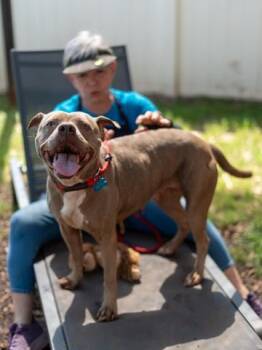 Lady Gray -  Mixed Breed Dog for Adoption in Chamblee, Georgia - Lady Gray | PetCurious