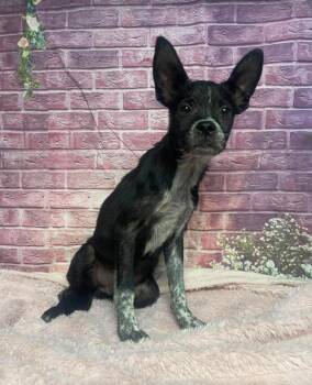 Scruff -  Terrier and Cattle Dog Dog for Adoption in Aurora, Colorado - Scruff | PetCurious