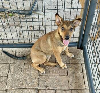 Rescue Terrier Dogs for Adoption in La Feria, Texas - Birdie | PetCurious