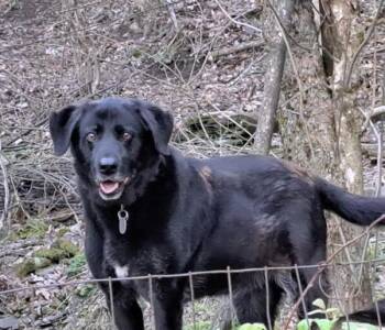 Black Labrador Retriever Dogs Available for Adoption in Delhi, New York - Murphy And Karma | PetCurious