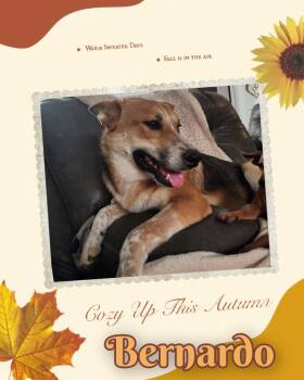 Rescue Husky and Blue Lacy Dogs for Adoption in Mesa, Arizona - Bernardo | PetCurious