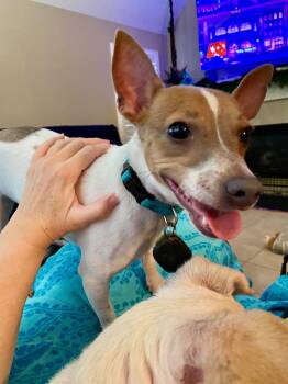 Jack Russell Terrier and Chihuahua Dogs Available for Adoption in Houston, Texas - Leo | PetCurious
