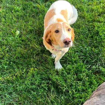 Isabel -  Basset Hound and Retriever Dog for Adoption in Clinton, Wisconsin - Isabel | PetCurious