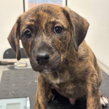 Stitch (ORG) -  Catahoula Leopard Dog and Mixed Breed Dog for Adoption in League City, Texas - Stitch (ORG) | PetCurious
