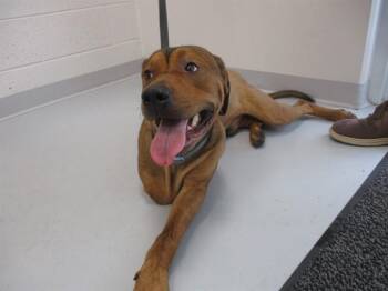 POGO -  Black Mouth Cur and Mixed Breed Dog for Adoption in Ocala, Florida - POGO | PetCurious