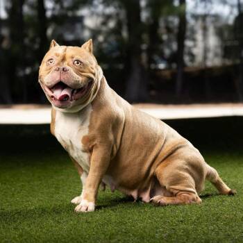 Lexi -  English Bulldog and Mixed Breed Dog for Adoption in Jupiter, Florida - Lexi | PetCurious