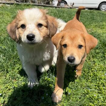 Australian Shepherd and Beagle Dogs Available for Adoption in Falls Church, Virginia - Willie Mae Pup:  Jasmine | PetCurious