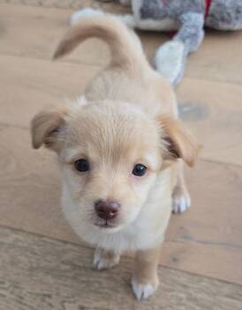 Denis -  Maltese and Poodle Dog for Adoption in Sunnyvale, California - Denis | PetCurious