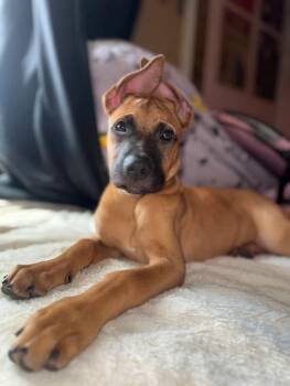 Reaper -  Belgian Shepherd Malinois and German Shepherd Dog Dog for Adoption in San Diego, California - Reaper | PetCurious